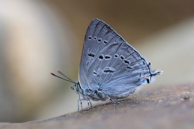 鈿灰蝶 Ancema ctesia cakravasti 雄蟲