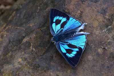 鈿灰蝶 Ancema ctesia cakravasti 雄蟲
