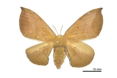 綠茶蠶蛾 Andraca olivacea 雌蟲