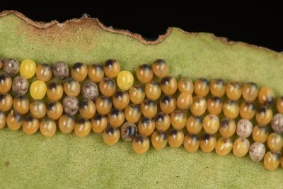 臺灣茶樺蛾 Andraca theae