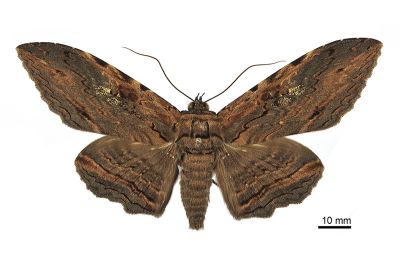 亂紋裳蛾 Anisoneura salebrosa 雄蟲