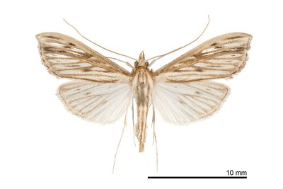 芝麻莢野螟蛾 Antigastra catalaunalis 雄蟲
