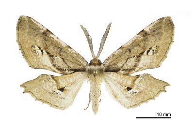 尖嘴摺翅尺蛾 Apochima praeacutaria 雄蟲