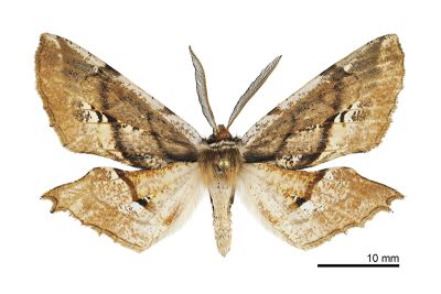 尖嘴摺翅尺蛾 Apochima praeacutaria 雄蟲