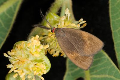 高山紅頸斑蛾 Arbudas bilushenmu 雄蟲