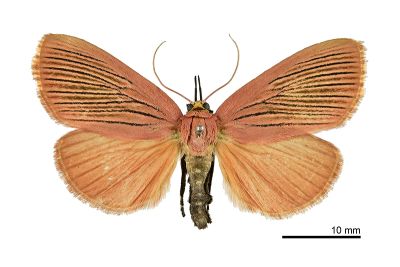 黑脈厚鬚螟蛾 Arctioblepsis rubida 雌蟲