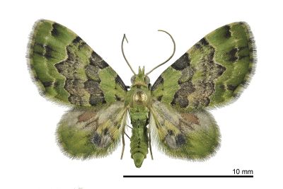 薄荷綠尺蛾 Ardonis filicata filicata 雄蟲