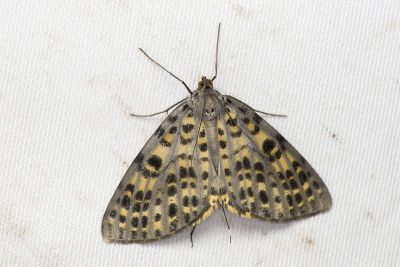 臺灣多星尺蛾 Arichanna refracta 雌蟲