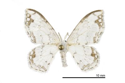 阿里山銀鉤蛾 Auzatellodes arizana 雄蟲