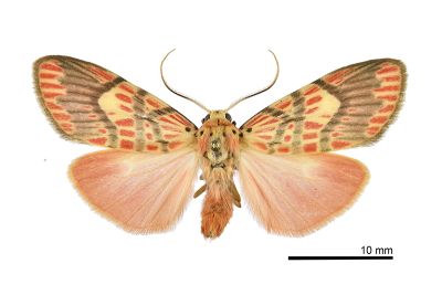 Barsine fuscozonata 雄蟲
