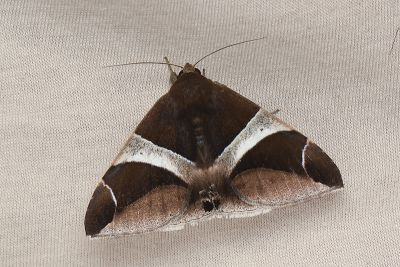 腎堡裳蛾 Bastilla praetermissa 雄蟲