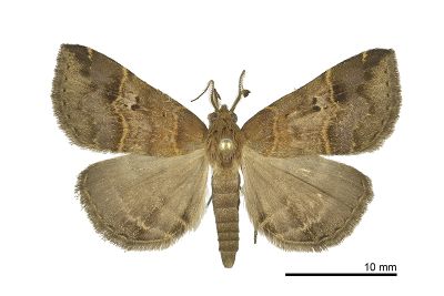 Bertula hadenalis persimilis 雄蟲