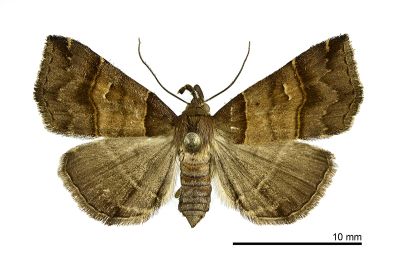 甲仙擬胸鬚裳蛾 Bertula kosemponica 雌蟲