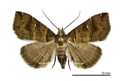 甲仙擬胸鬚裳蛾 Bertula kosemponica 雄蟲
