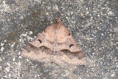 黑點擬胸鬚裳蛾 Bertula partita 雄蟲