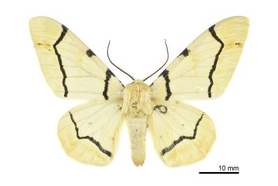 淡黃突峰尺蛾 Biston perclara 雄蟲