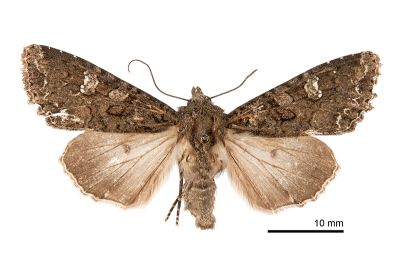 深山毛眼夜蛾 Blepharita alpestris 雌蟲