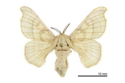家蠶 Bombyx mori 雌蟲