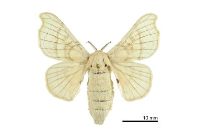 家蠶 Bombyx mori 雌蟲