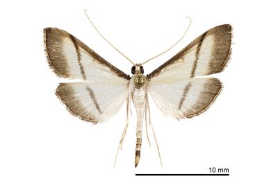 黑緣暗野螟蛾 Bradina diagonalis 雄蟲