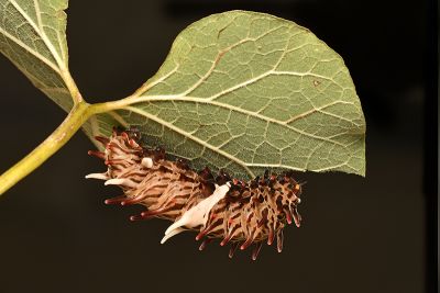 多姿麝鳳蝶 Byasa polyeuctes termessus