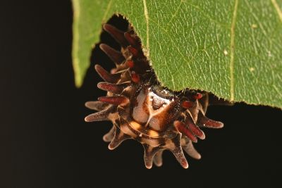 多姿麝鳳蝶 Byasa polyeuctes termessus