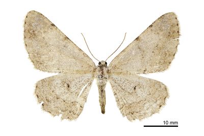 褐尺蛾 Hypomecis nudicosta 雌蟲