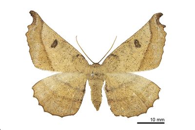 帶紋極尺蛾 Acrodontis aenigma 雌蟲