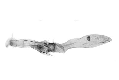 帶紋極尺蛾 Acrodontis aenigma 雌蟲