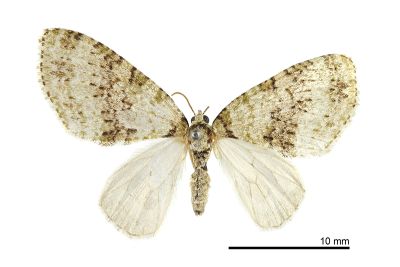 天池洱尺蛾 Trichopterigia tianchii 雄蟲