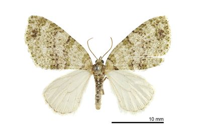 天池洱尺蛾 Trichopterigia tianchii 雌蟲