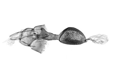 天池洱尺蛾 Trichopterigia tianchii 雌蟲