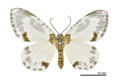 小金星尺蛾 Abraxas tenellula 雌蟲