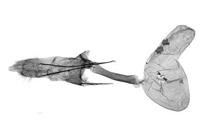 薄青秋白尺蛾 Epirrita usuao 雌蟲