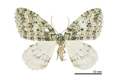 薄青秋白尺蛾 Epirrita usuao 雌蟲