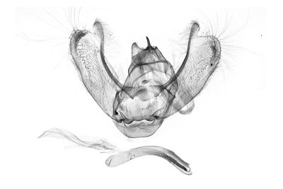 黑後角縐翅波尺蛾 Sauris marginepunctata 雄蟲
