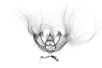 縐翅波尺蛾 Sauris angustifasciata 雄蟲