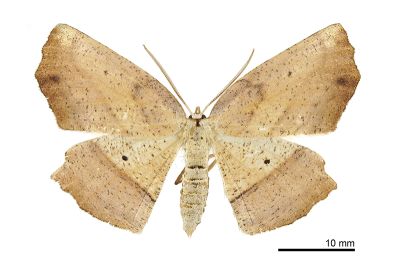 銳齒木尺蛾 Xyloscia dentifera 雌蟲
