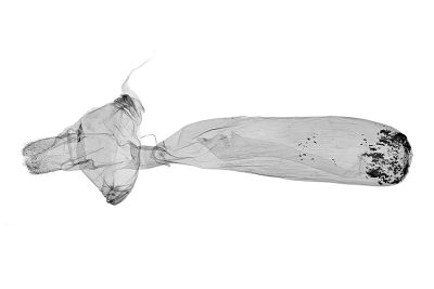 銳齒木尺蛾 Xyloscia dentifera 雌蟲