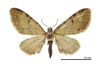 Eupithecia pellicata 雌蟲