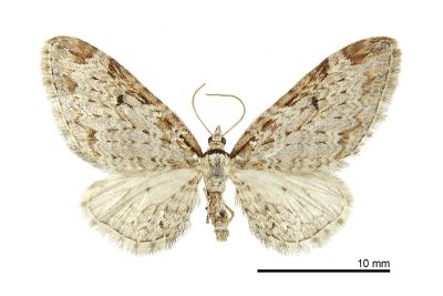 林氏球果尺蛾 Eupithecia lini 雌蟲
