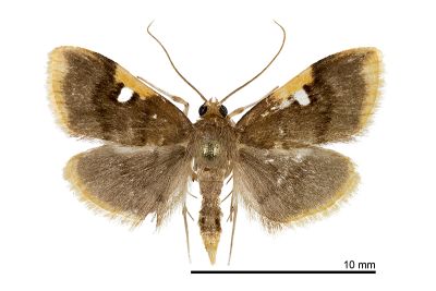 交力坪緣斑野螟蛾 Callibotys carapina 雄蟲