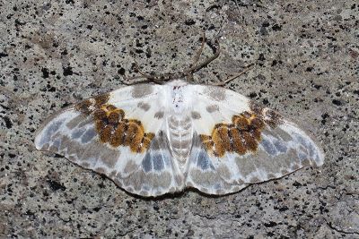 豹紋鉤蛾 Callicilix abraxata nguldoe 雌蟲