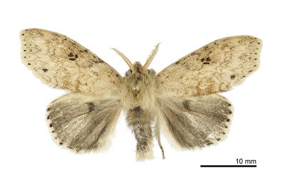 角麗毒蛾 Calliteara angulata 雄蟲