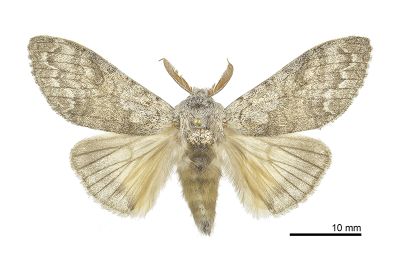 埔里麗毒蛾 Calliteara horishanella 雄蟲