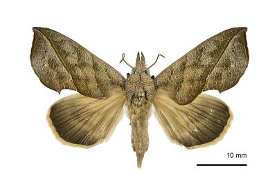 癤角壺裳蛾 Calyptra minuticornis bisacutum 雄蟲