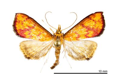胭翅野螟蛾 Carminibotys carminalis 雌蟲
