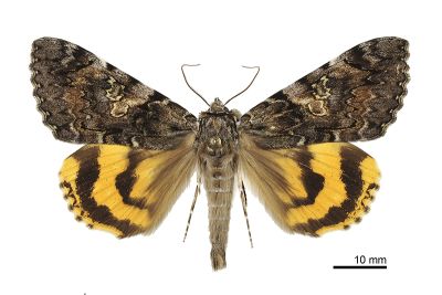 白水氏裳蛾 Catocala shirozui 雄蟲