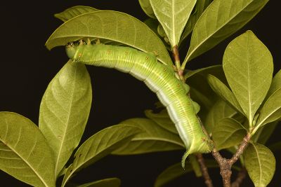 大透翅天蛾 Cephonodes hylas