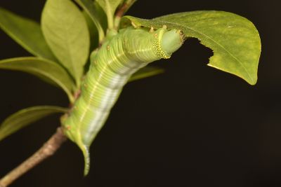 大透翅天蛾 Cephonodes hylas